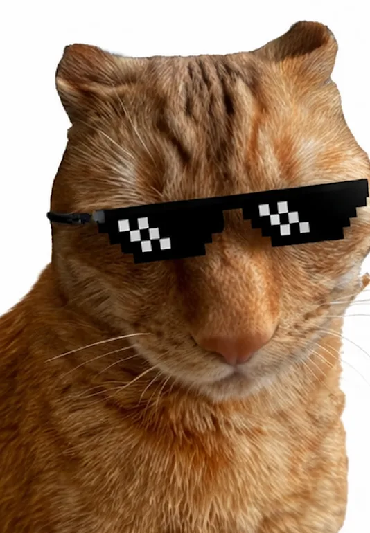 Brush Jjaemu gameplay preview showing the cat during a safe brushing moment